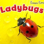ladybugs-cover