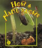 how-a-plant-grows