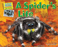 a-spiders-life