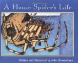 house-spider's-life